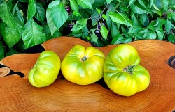 jackass green